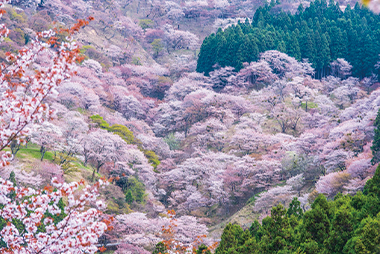 吉野千本桜/奈良県