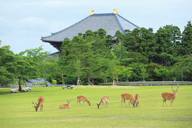 奈良公園／奈良県