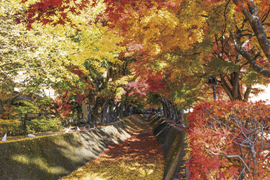 河口湖もみじ回廊/山梨県