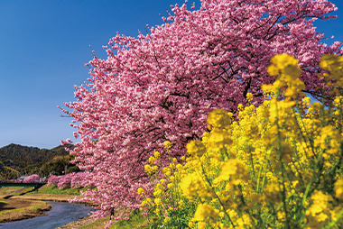 河津桜と菜の花/イメージ