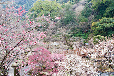 熱海梅園 梅まつり／イメージ