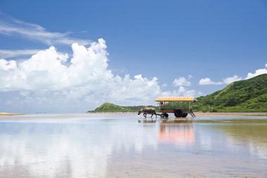 由布島 水牛車/イメージ