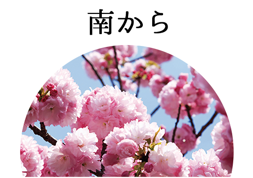添乗員と行く Sakura 桜 お花見ツアー テンツキ旅行 添乗員付きツアーの専門窓口